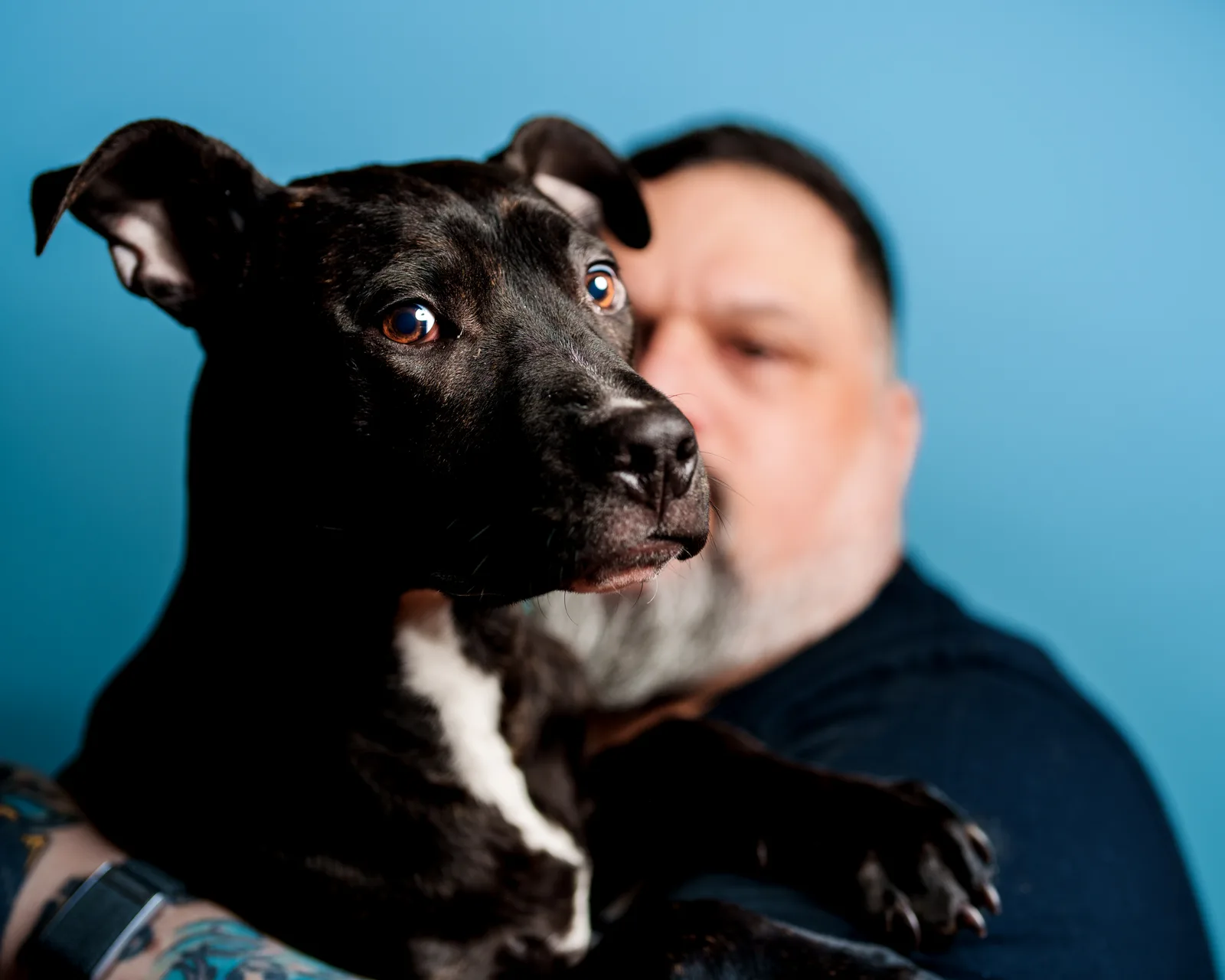 Close-up of a black dog's face in sharp focus against a blue background, with a bearded man blurred behind it.